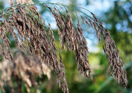 nature reed marsh plant