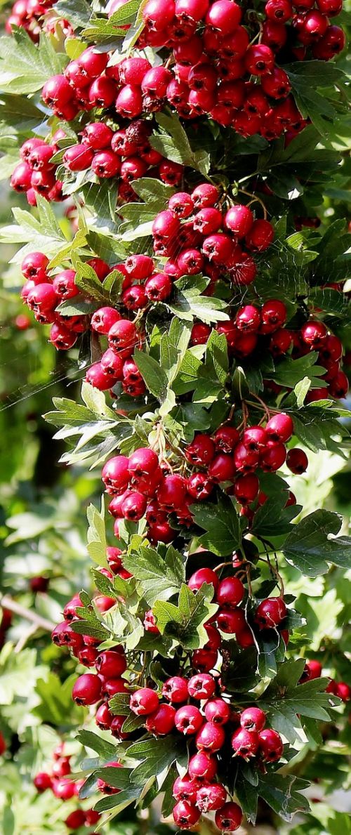 nature plant bird bed