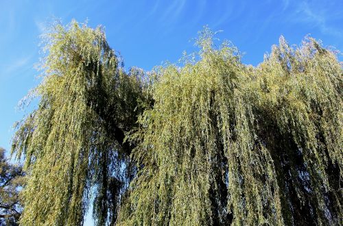 nature trees weeping willows
