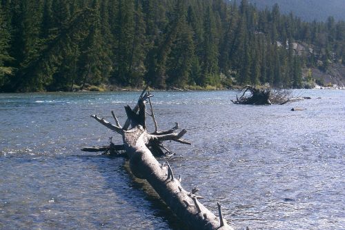 nature river water