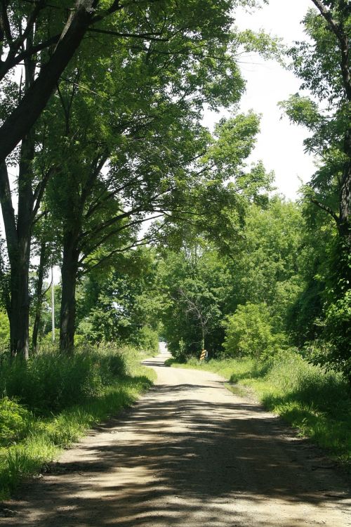 nature dirt road path