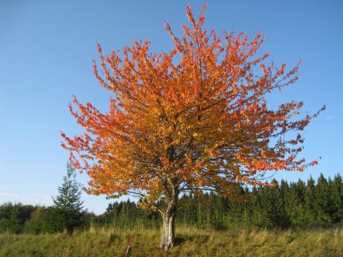 nature autumn tree