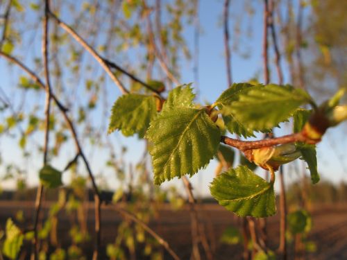 nature birch spring