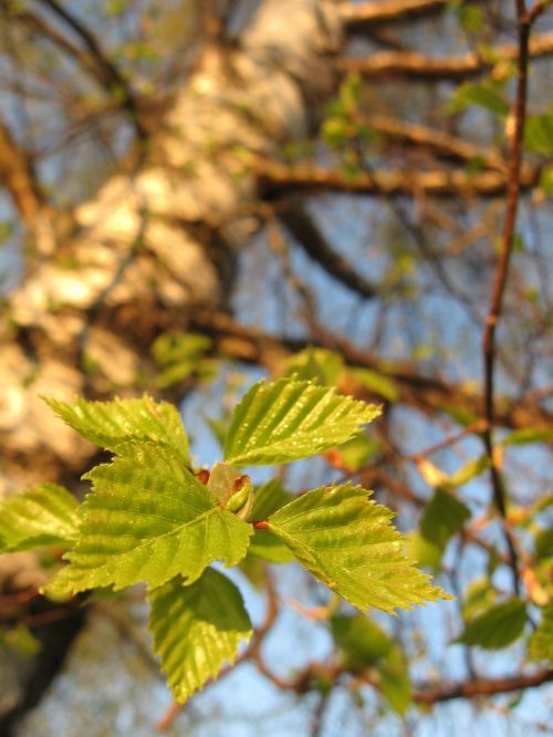 nature birch spring