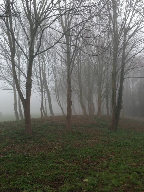 nature trees fog