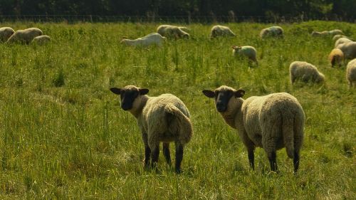 nature sheep pasture