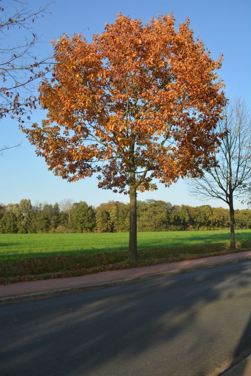 nature autumn tree