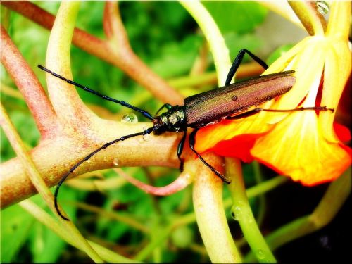 nature beetle summer