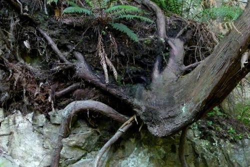 nature tree root rock