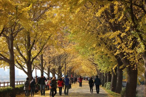 nature autumn autumn leaves