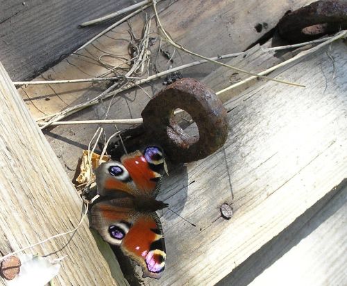 nature animals butterfly