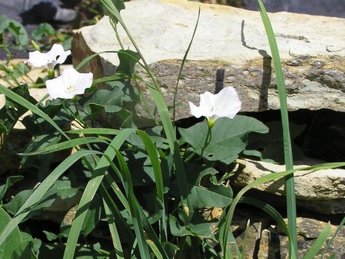 nature plants flower