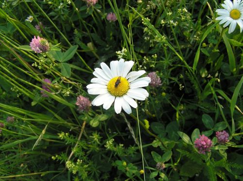 nature plants flower