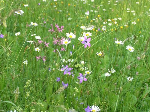 nature meadow plants bell