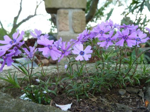 nature plants flower