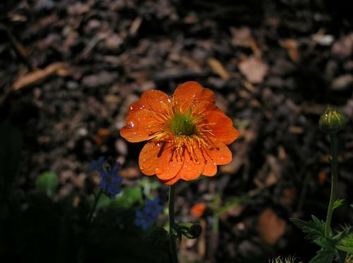 nature plants flower