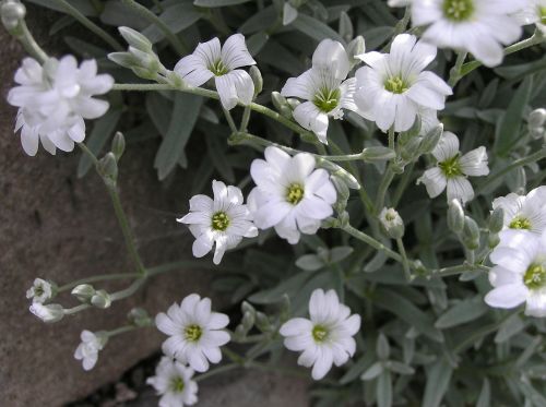 nature trailer rock plant