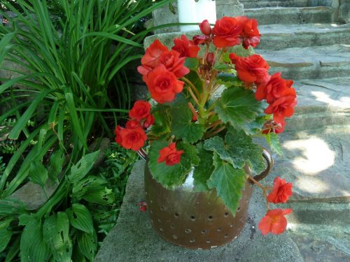 nature potted flowers begonia