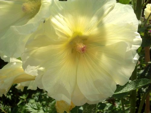 nature plant flowers