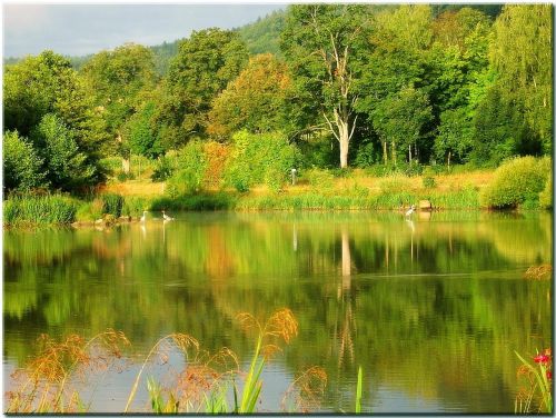 nature water reflect