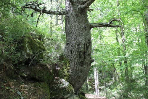 nature forest tree