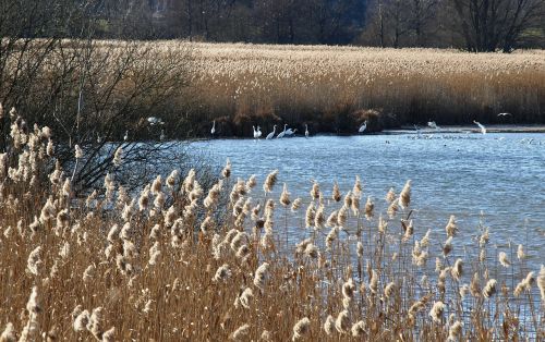 nature chiemsee bank