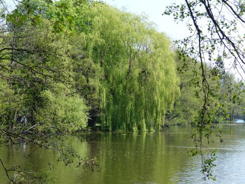 nature water landscape