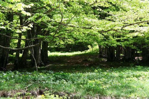 nature forest landscape