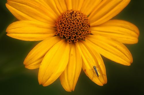 nature flower insect