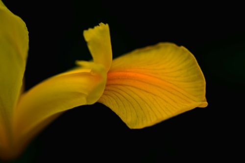 nature macro iris