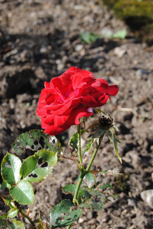 nature ros flower