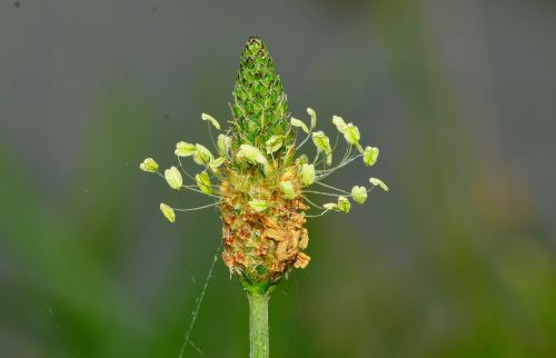 nature flower plantago