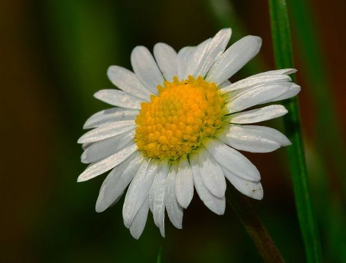 nature flower margaret