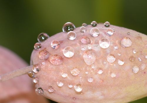 nature flower drops