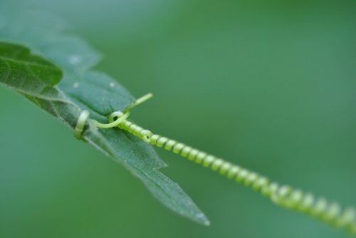 nature flora macro