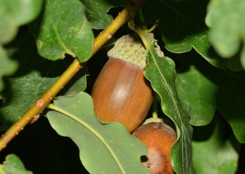 nature fruit acorn