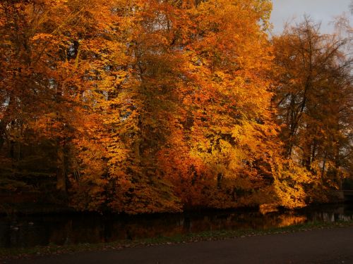 nature autumn forest