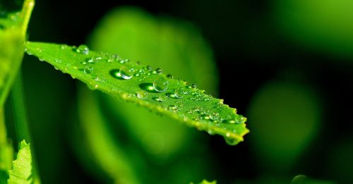 nature leaf detail