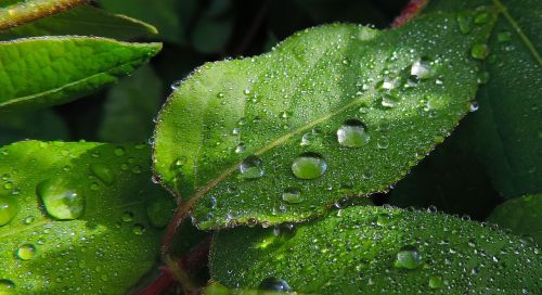 nature leaves drops