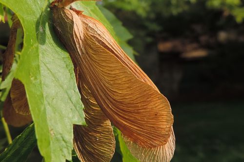 nature tree maple