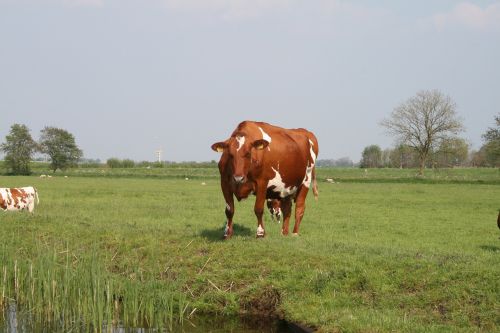 nature cows landscape