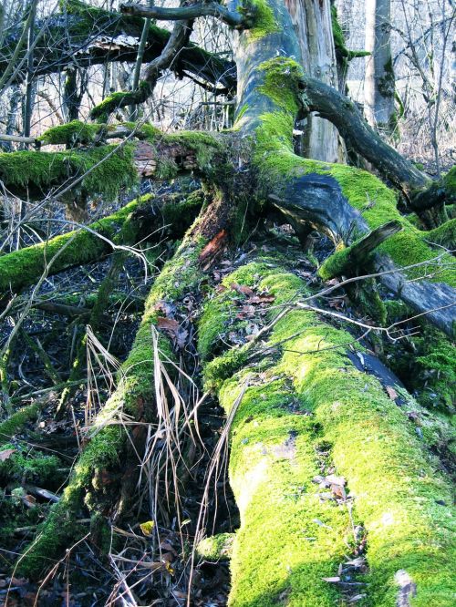 nature moss tree