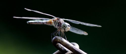 nature insect dragonfly