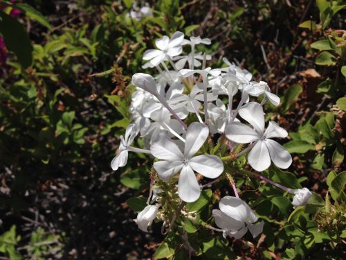 nature spring white flowers