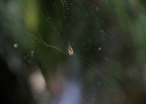 nature spider spider web