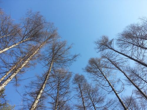 nature sky forest