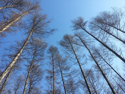 nature sky forest