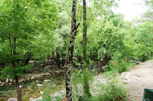 nature spring trees