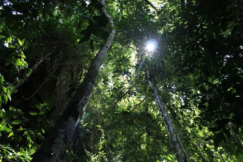 nature sunlight tree