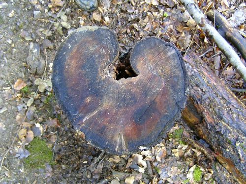 nature log heart